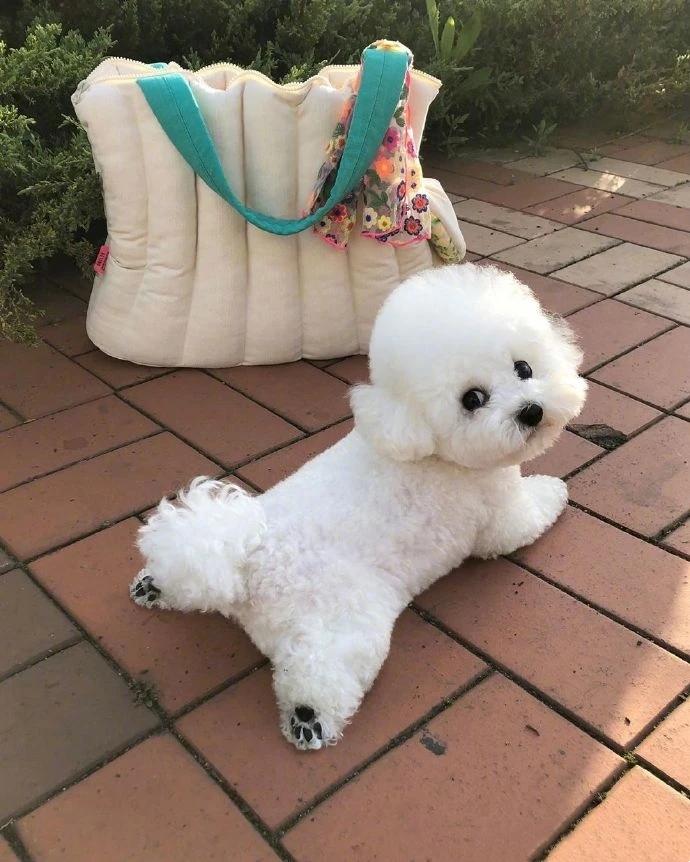 适合家庭养的狗狗的排名