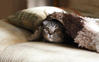 猫为什么会得猫传腹