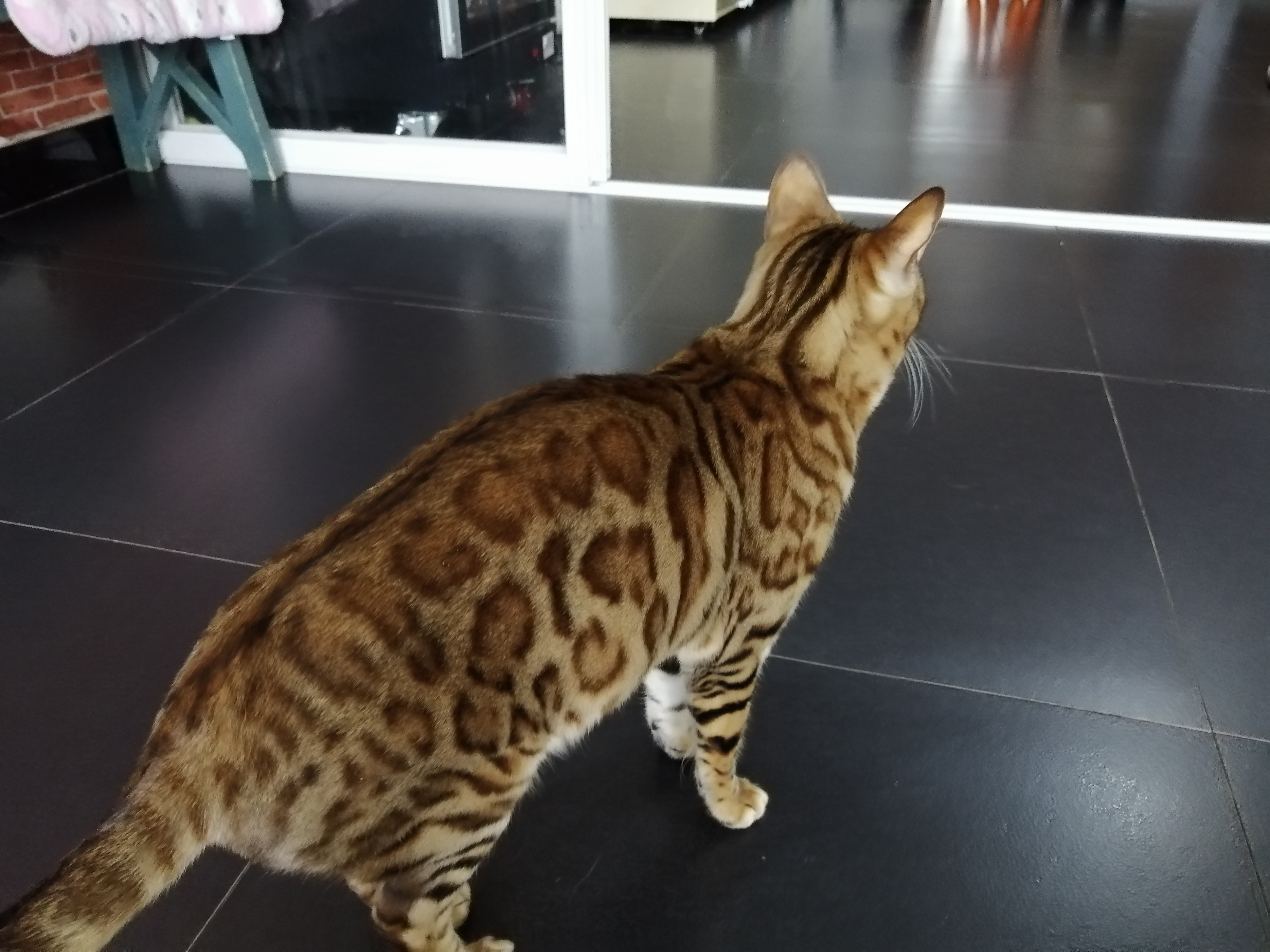 狸花猫在风水上有何说法