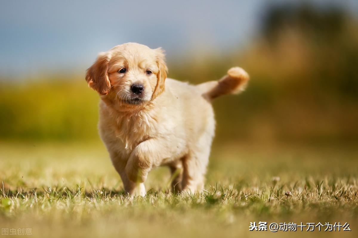 金毛爱吃的食物有哪些