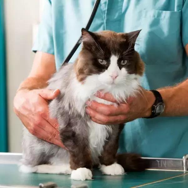 猫咪腹水该怎么治疗才好