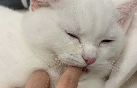 猫咪为何突然咬主人一口