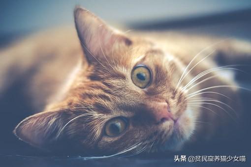 导致猫咪流泪的6种起因