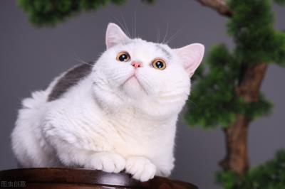 猫咪掉毛季节几月份