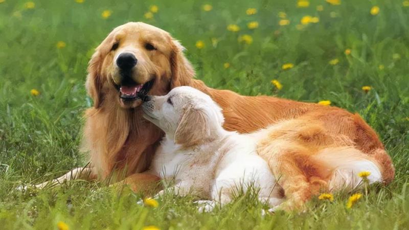 十大聪明犬排名前十名