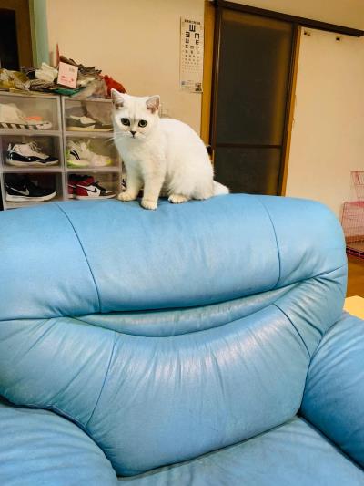 猫可以吃玉米吗