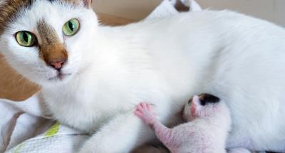 猫为什么会有踩奶的行为