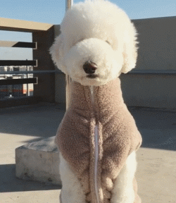 分享饲养巨型贵宾犬的好处