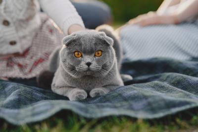 你的猫为什么盯着你看