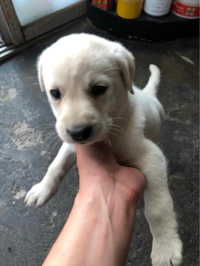 细小病毒狗狗能自愈吗