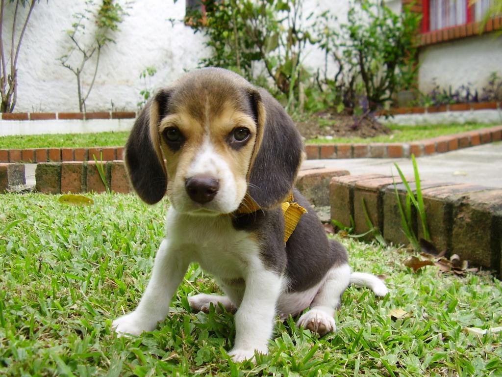 建议不养比格犬的三个原因