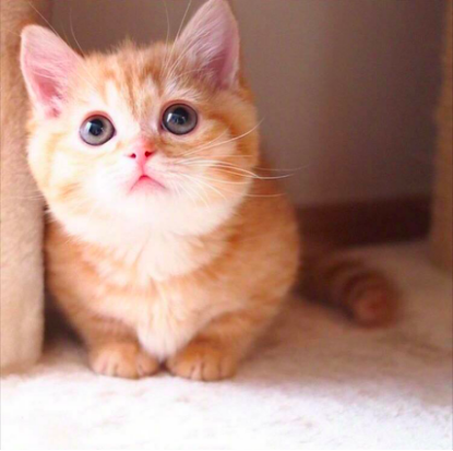 2个月小猫太脏怎么办