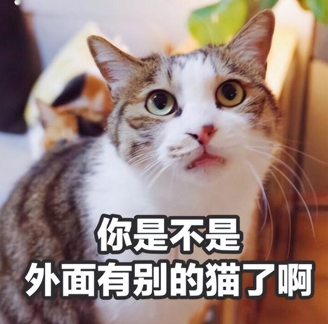 猫咪也会鼻塞嘛