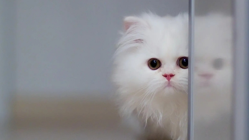 猫为何会有狸奴之称