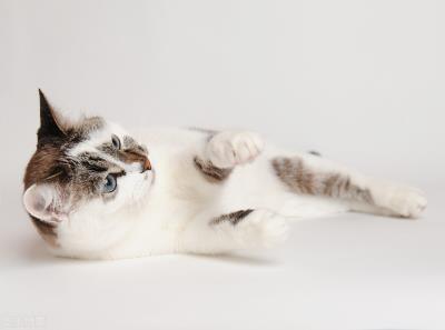小猫咪感冒了能自愈吗