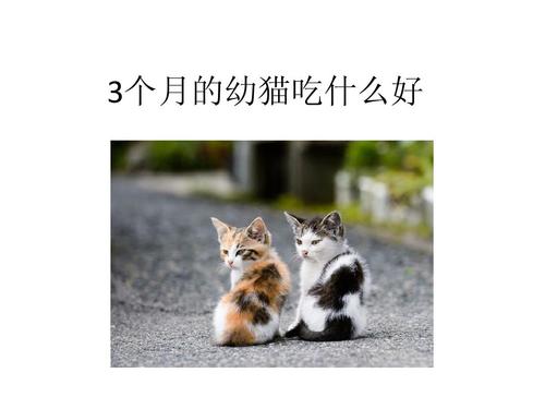 农村幼猫吃能吃的几类食物