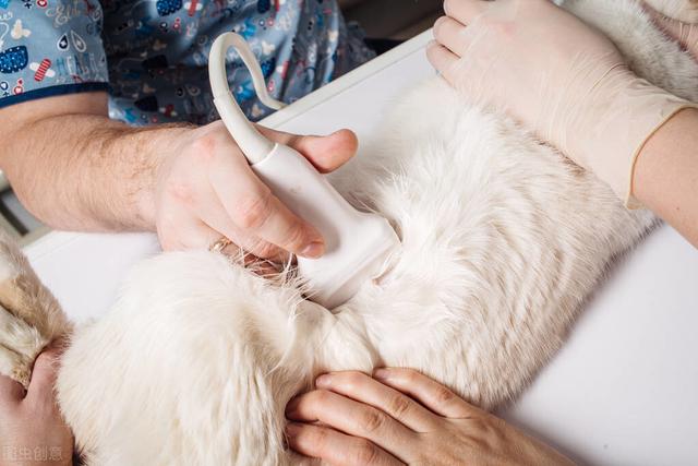 盘点猫咪怀孕的几个要点