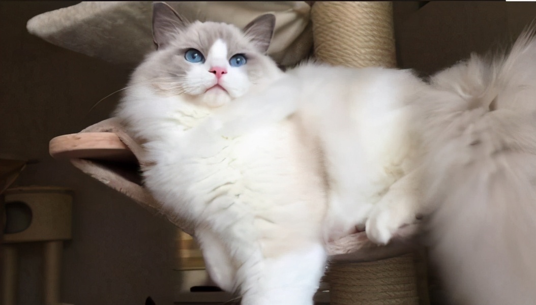 布偶猫海双和蓝双有什么区别
