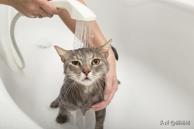 洗澡后的猫咪还脏吗