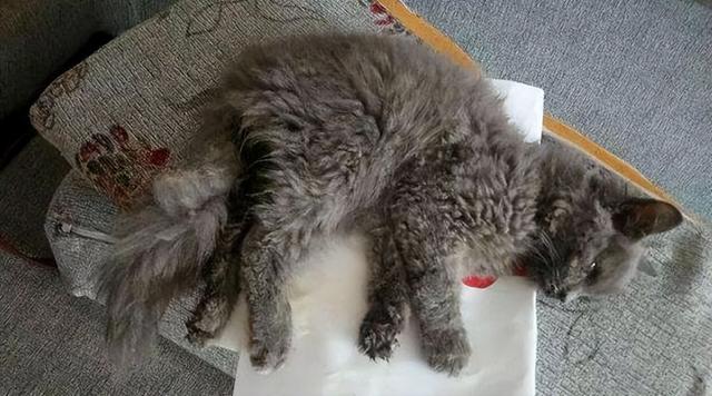 得猫传腹的猫会感染其它猫吗