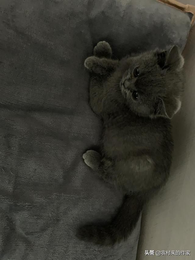 猫死后会给宠主托梦吗
