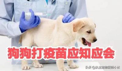 狗狗需要打哪些疫苗