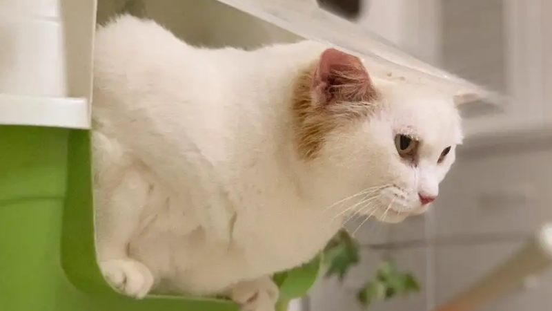 小猫经常便秘是因为啥