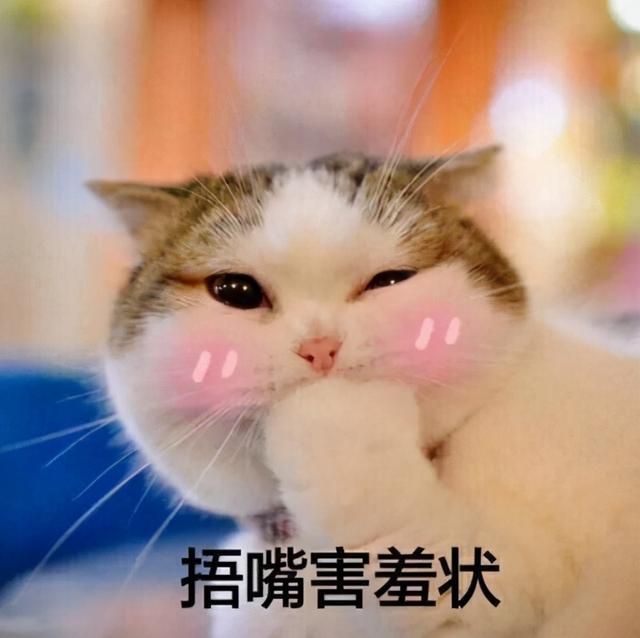哪几种特征的猫是富贵命