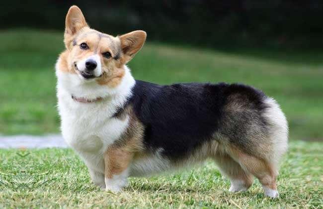 养柯基犬需要注意的事项