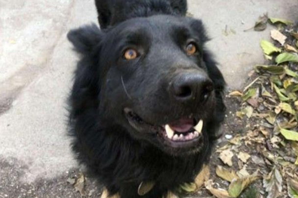 牧羊犬竟被当成可怕的野狼 为何被救时却是浑身伤
