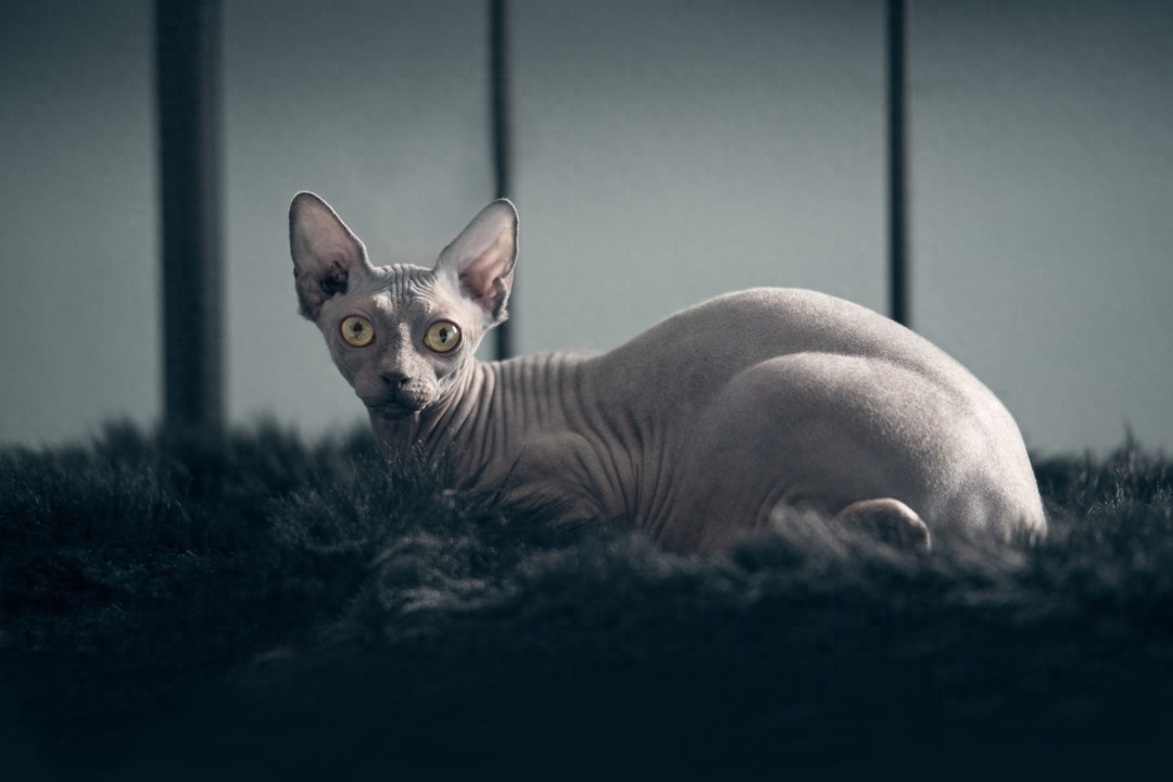 斯芬克斯猫等价格一览表2023