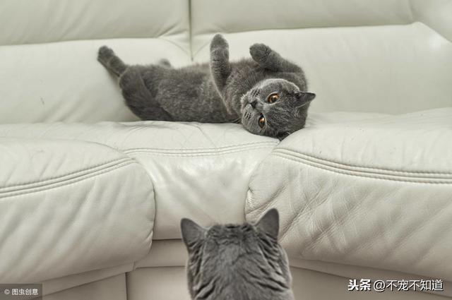 猫发情了老叫该怎么解决