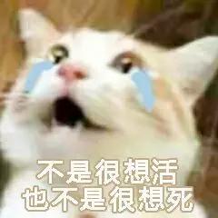 如何防止不绝育公猫乱尿