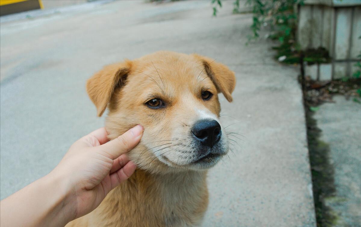 土狗寿命一般能活多久