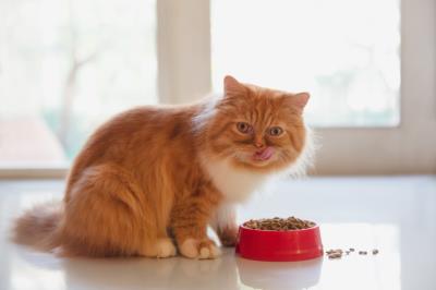 成年猫一天吃多少猫粮