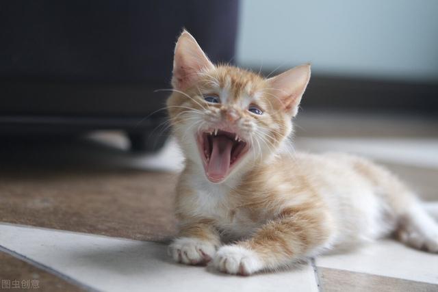 猫瘟用什么药物治疗