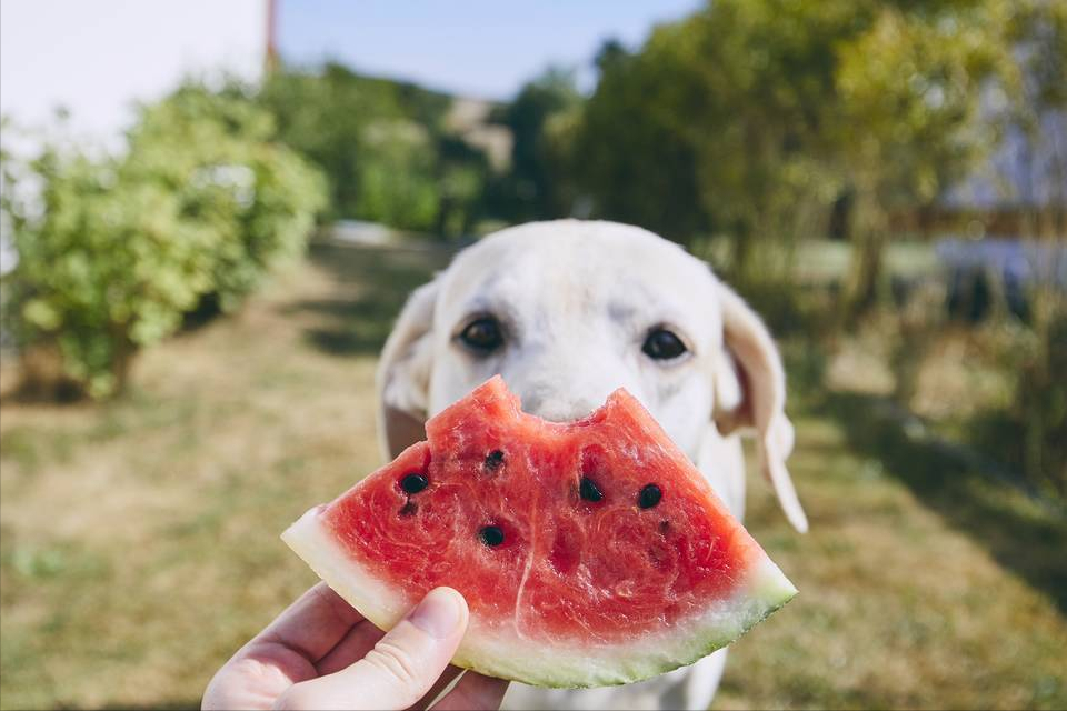拉布拉多猎犬喜欢吃什么