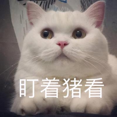 猫咪上火的症状眼睛图片