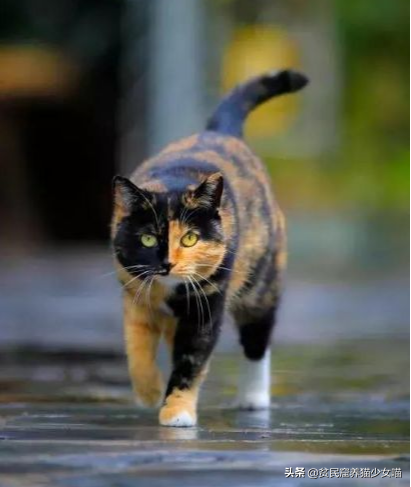 流传在民间的猫咪说法