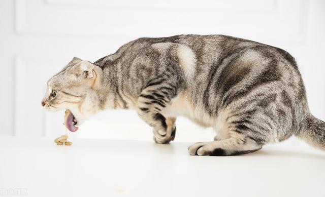 猫咪吐一堆糊状的猫粮咋办