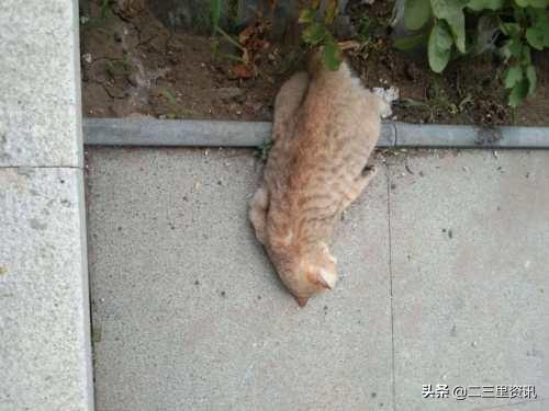 原来猫猫也会跳楼啊