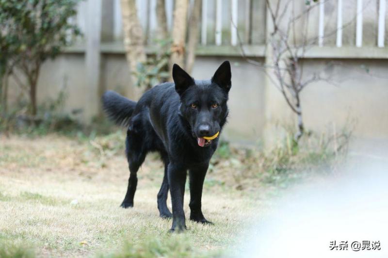 盘点东德牧羊犬的优缺点