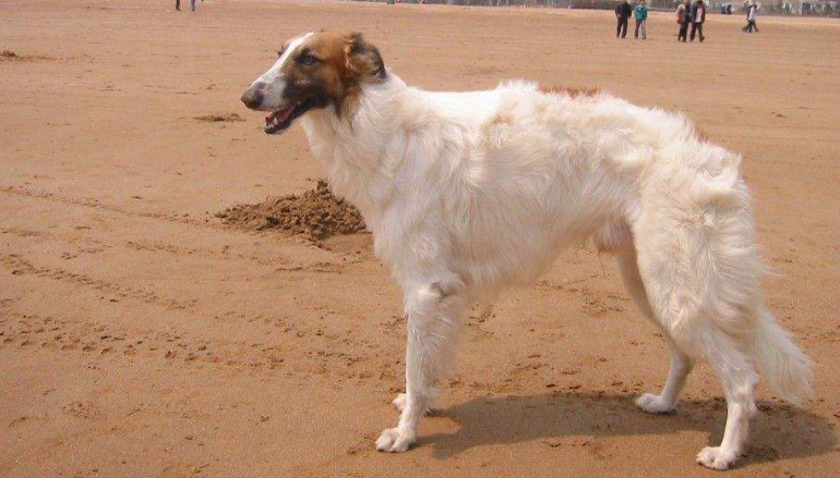 俄牧羊犬犬种的起源各种传说