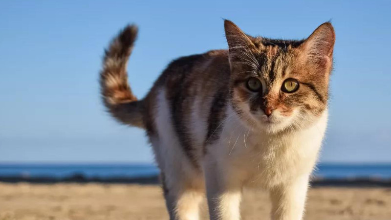 长期驱赶猫且有效的办法有哪些