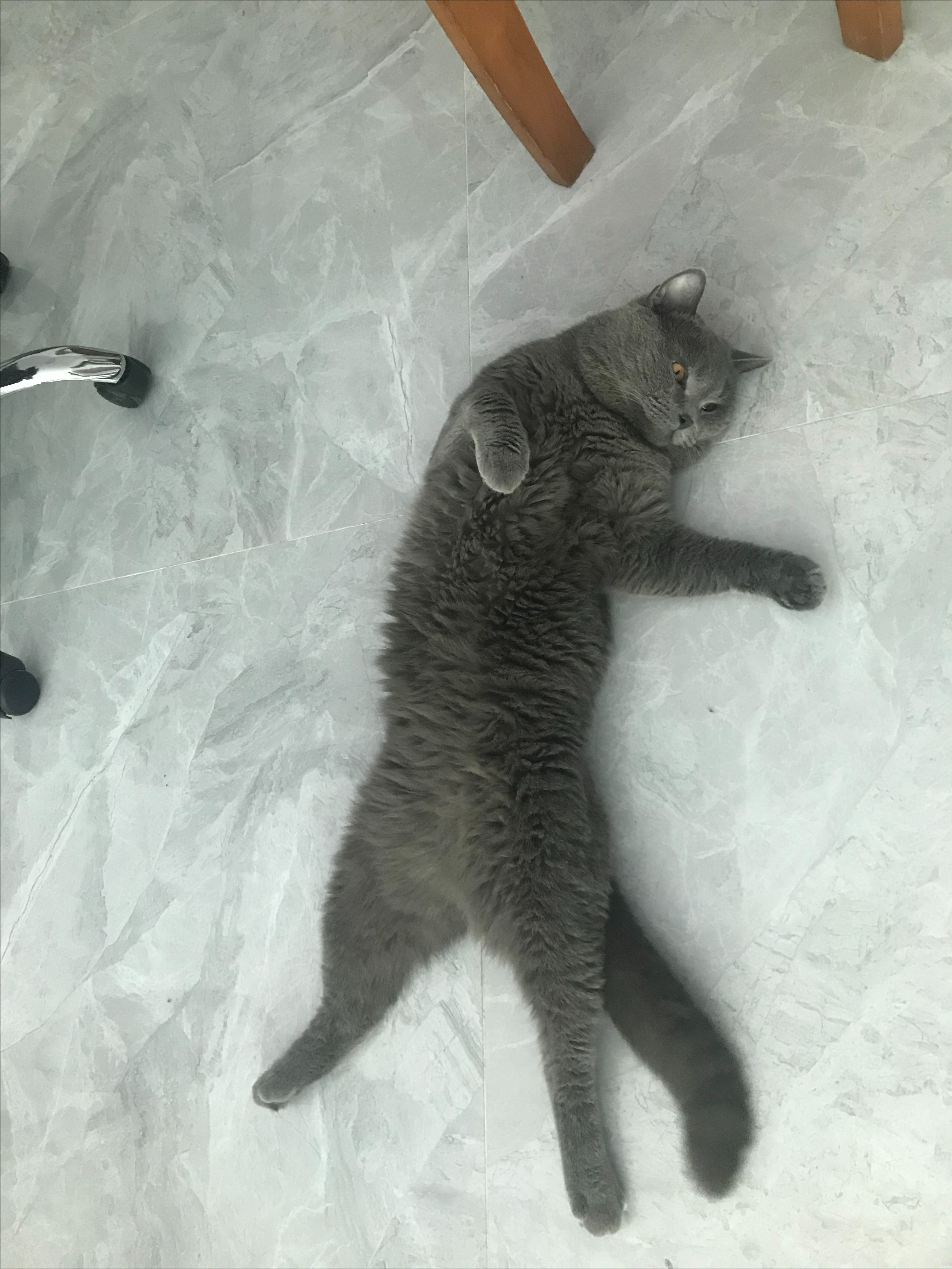 猫尿闭吃三金片尿出来了怎么判断