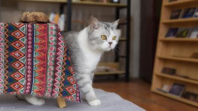 猫咪吐黄水不吃食怎么办
