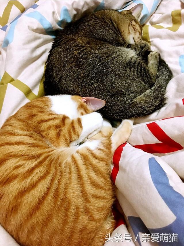 橘猫与黄狸猫的区别