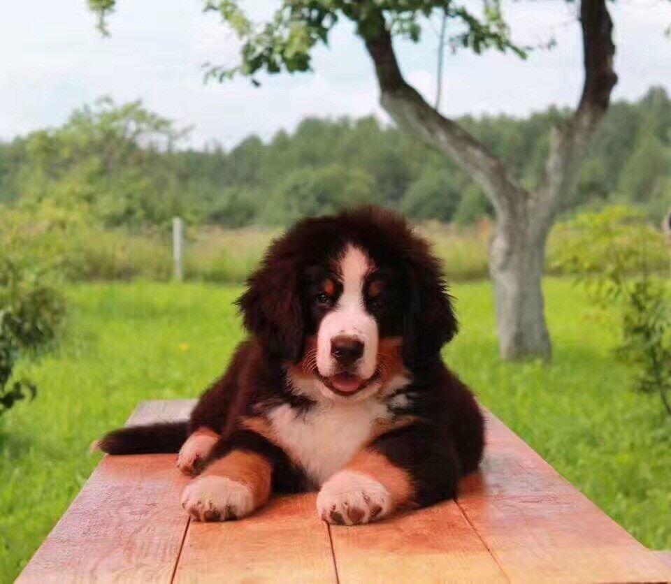 圣伯纳犬价格一览表