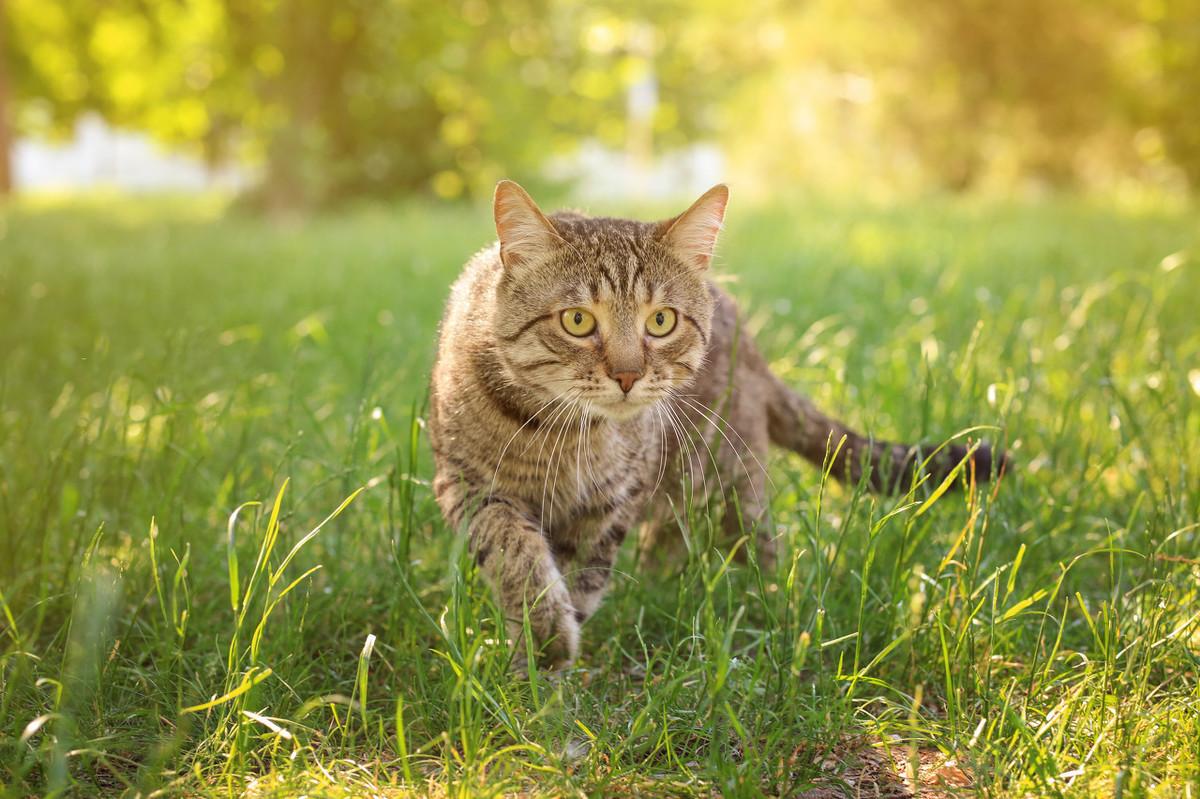 建议养狸花猫的六大好处