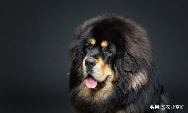 藏獒怎么喂养